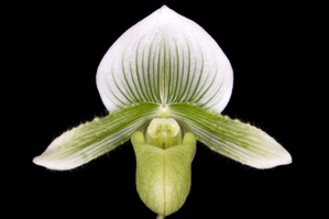 Paphiopedilum N.R. Bravo Orchids FCC/AOS 90 pts.